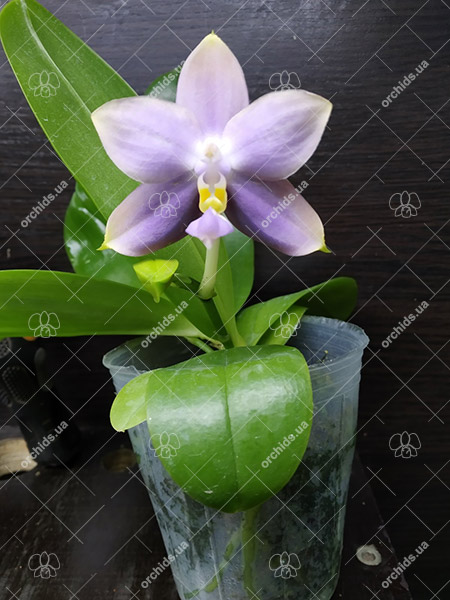 Phalaenopsis Tzu Chiang Tetralitz x Mituo Reflex Dragon.jpg