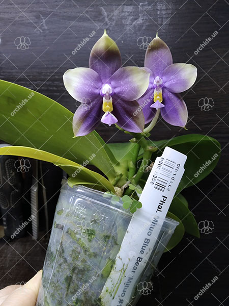 Phalaenopsis Mituo Blue Bear 'Mituo #1'.jpg