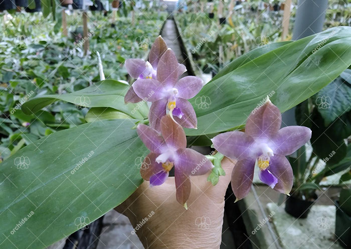 Phalaenopsis Mituo Princess 'Black Beauty' x (speciosa x Mituo Prince) 'Taro purple'.jpg