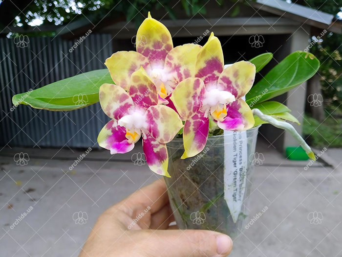 Phalaenopsis Mituo Princess 'Black Beauty' x Mituo Golden Tiger 'Green Tiger'.jpg