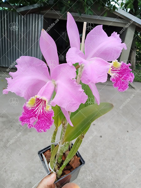 Cattleya lueddemanniana tipo 'Pinky' x Cattleya lueddemanniana rubra 'Gesia'.jpg