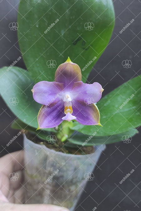 Phalaenopsis Mituo GH King Star 'UV rays'.jpg