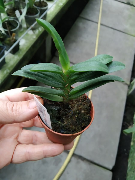 Angraecum equitans.jpg