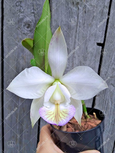 Cattleya nobilior amaliae 'Kaouthia' x 'Perfection'.jpg