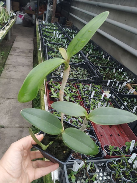 Cattleya Laura Newton coerulea.jpg