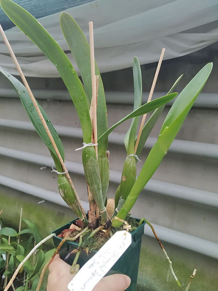 Rhyncholaeliocattleya Shinaphat Diamond 'White Swan'.jpg