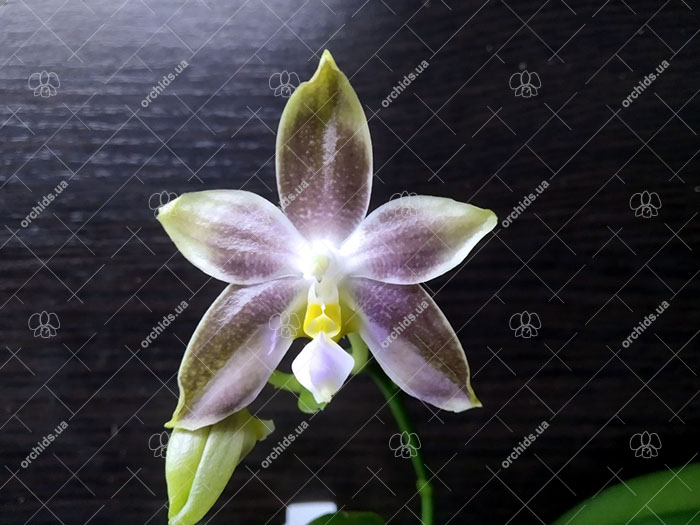 Phalaenopsis Mituo Reflex Dragon 'Blue-2' x Mituo Speciosa 'Mituo#1'.jpg