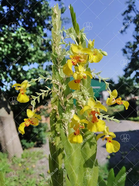 Lockhartia oerstedii.jpg