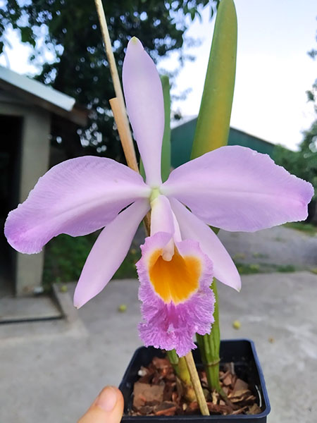 Cattleya eldorado tipo XXX x Cattleya eldorado rubra.jpg