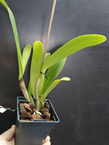 Cattleya Hardyana (warscewiczii semi-alba x dowiana aurea).jpg