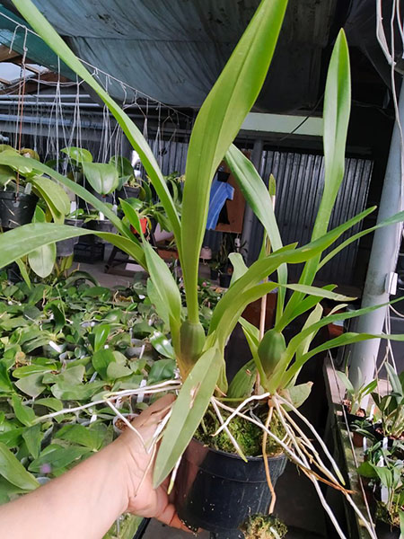 Brassia verrucosa.jpg