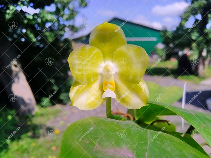 Phalaenopsis Mituo Golden Tiger 'Yellow Dragon'.jpg