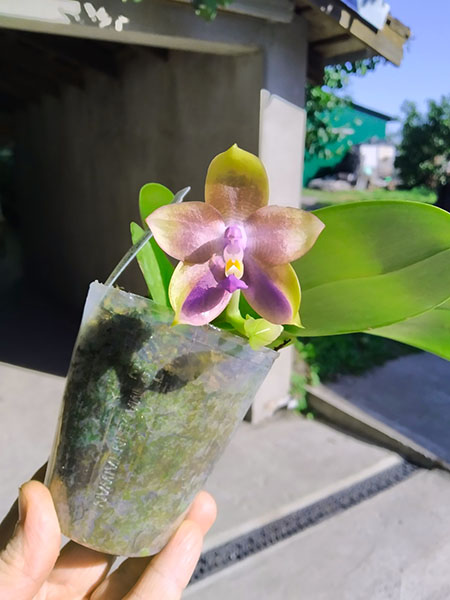 Phalaenopsis Mituo Princess 'Black Beauty' x (Lyndon Gold Ring x Miro Super Star).jpg