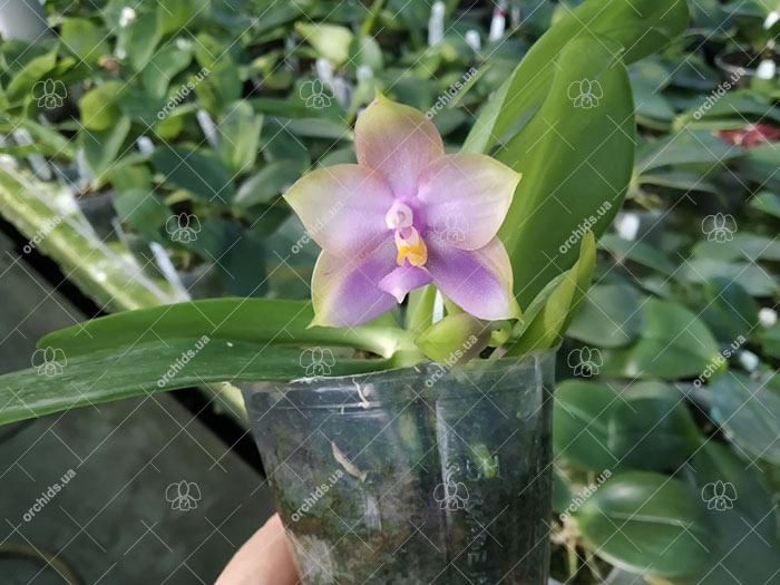 Phalaenopsis Mituo Princess 'Black Beauty' x (Lyndon Gold Ring x Miro Super Star).jpg