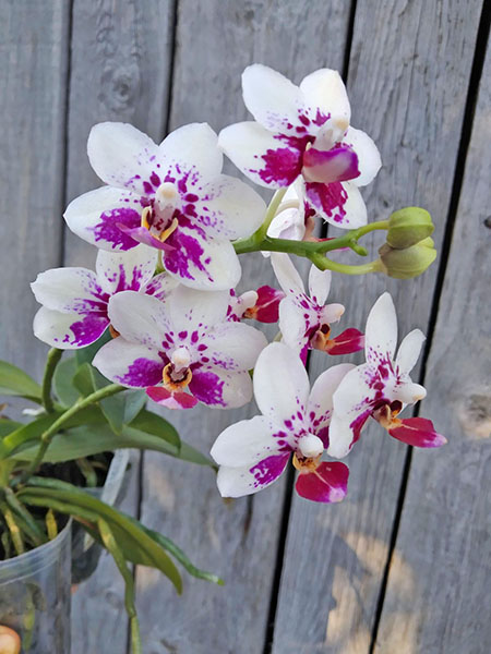 Phalaenopsis Joy Nancy Lady 'Pocahontas'.jpg