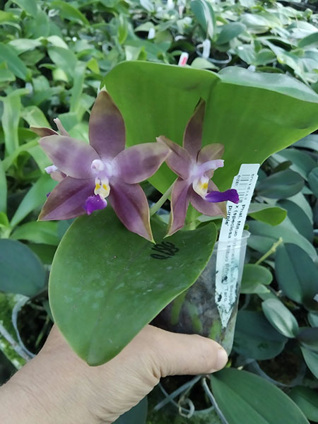 Phalaenopsis Mituo Princess 'Black Beauty' x (speciosa x Mituo Prince) 'Taro purple'.jpg