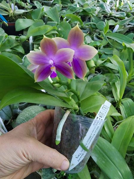 Phalaenopsis Mituo Princess 'Black Beauty' x (speciosa x Mituo Prince) 'Taro purple'.jpg