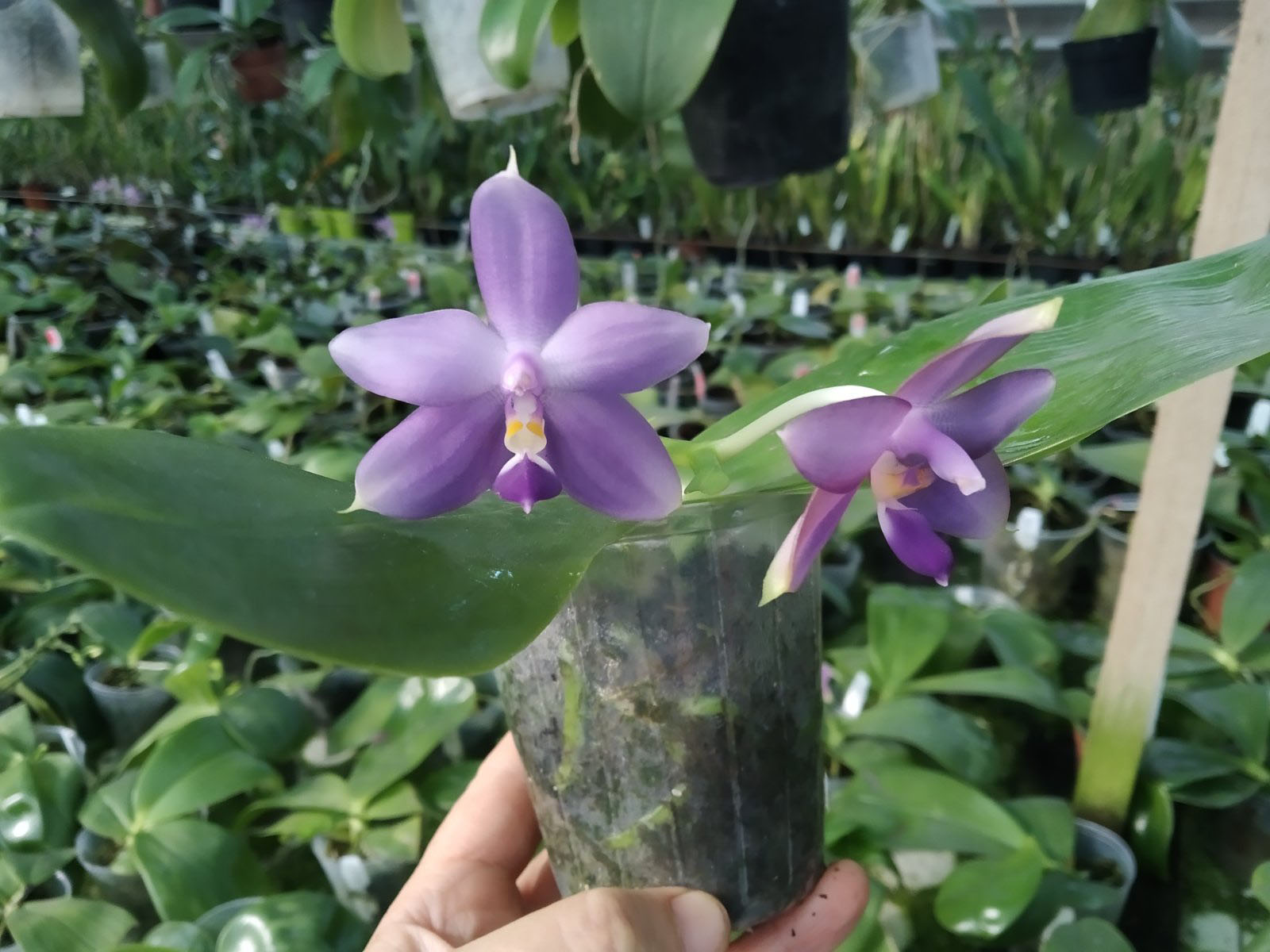 Phalaenopsis violacea indigo x Mituo Reflex Dragon 'Blue #2'.jpg