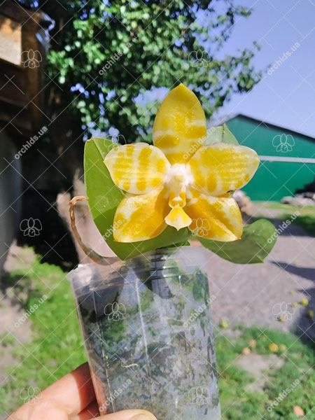 Phalaenopsis Yaphon 'Yellow Story' x Yaphon 'Yellow Bomb'.jpg