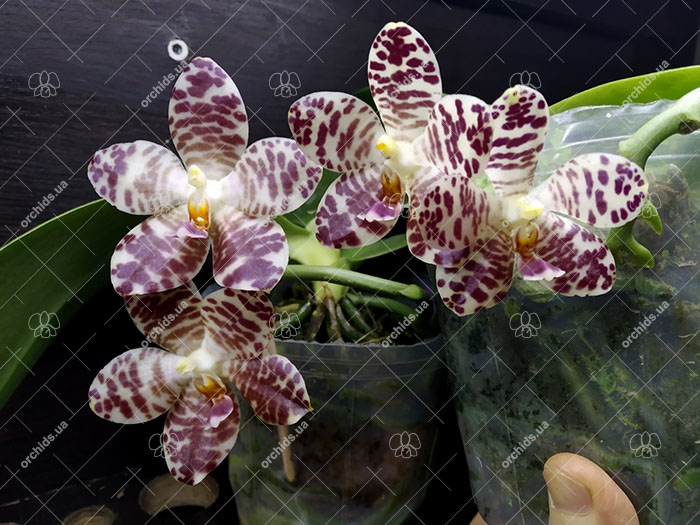 Phalaenopsis Yuanshan Girl 'Peter'.jpg