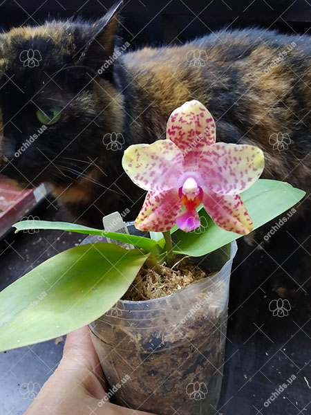 Phalaenopsis Diamond Beauty '1202' x Mituo Reflex Dragon 'B-1'.jpg