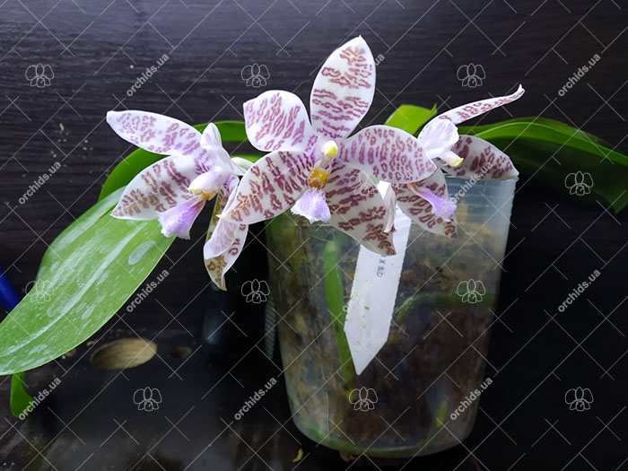 Phalaenopsis hieroglyphica x sib.jpg