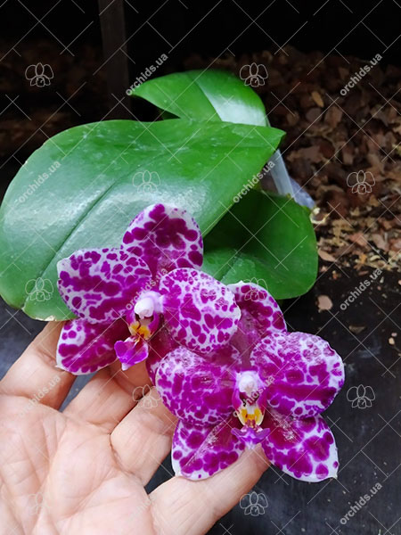 Phalaenopsis Mituo Diamond 'White Python'.jpg