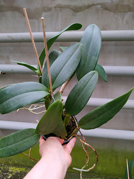 Cattleya gaskelliana coerulea x schilleriana coerulea.jpg