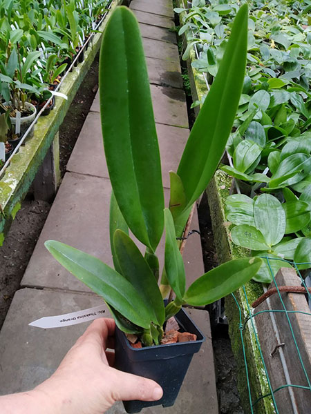 Rhyncholaeliocattleya Thaksina Orange.jpg