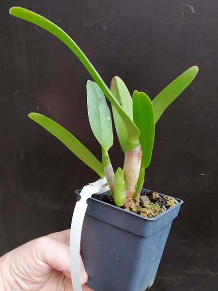 Cattleya warscewiczii ('Golias' x atropurpurea 'Superba').jpg