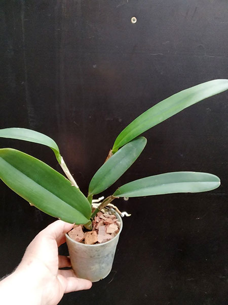 Cattleya maxima coerulea 'Blue Moon' x self.jpg