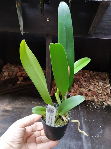 Cattleya warscewiczii coerulea 'La Floresta' x self.jpg