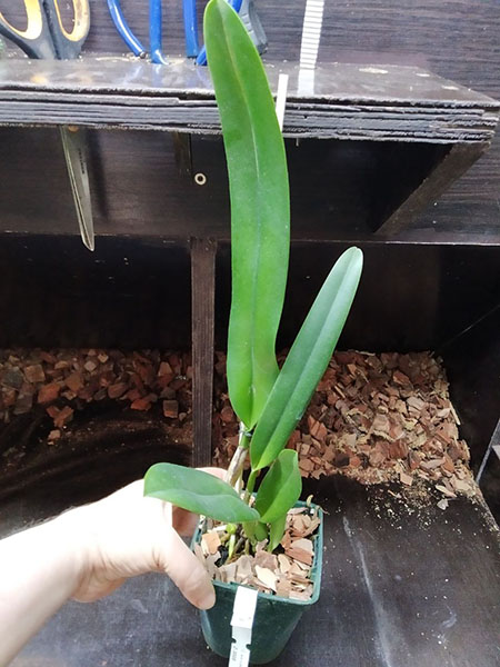 Cattleya warscewiczii ('Z-133' x 'Gigante do Cuete').jpg