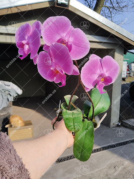 Phalaenopsis (schilleriana x Sogo Dorthy) (MC).jpg