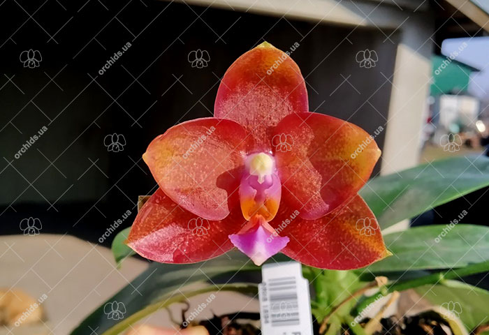 Phalaenopsis Mituo Champion King 'Brick Red'.jpg