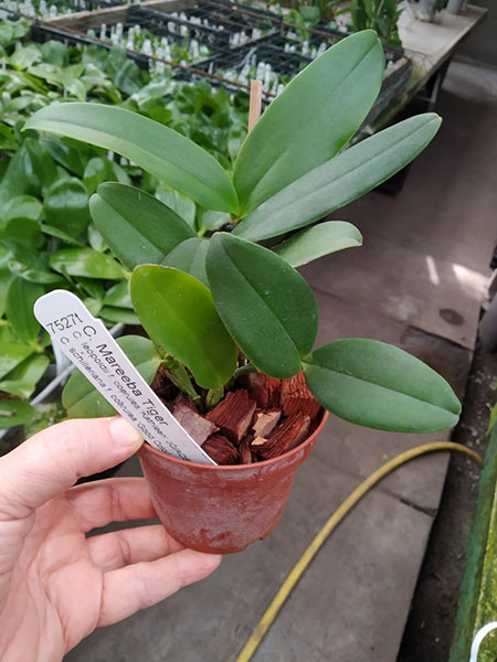 Cattleya Mareeba Tiger f coerulea.jpg