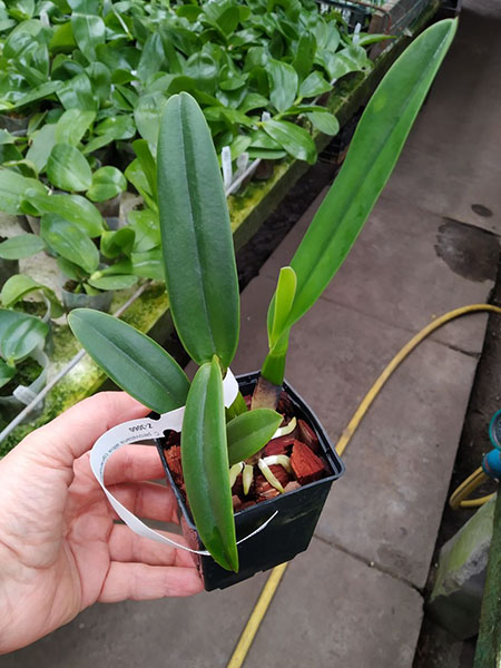 Cattleya percivaliana alba (grandiflora 'Sonia' x 'Fumaca').jpg