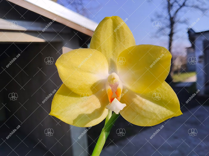 Phalaenopsis Diamond Beauty '1202' x Mituo Gelb Eagle 'Rainbow'.jpg