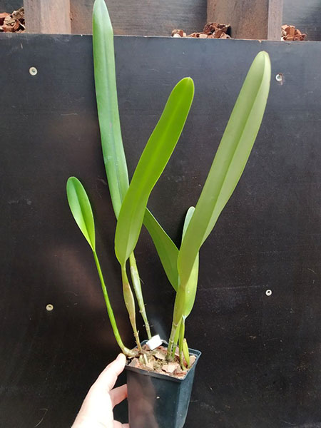 Laelia crispa (vinicolor x flamea).jpg