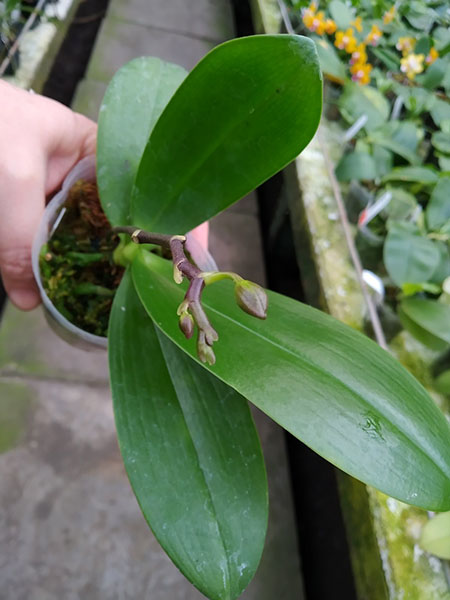 Phalaenopsis Mainshow Golden Crown.jpg