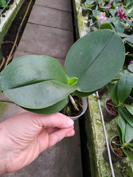 Phalaenopsis Mituo Bellina 'MD'.jpg
