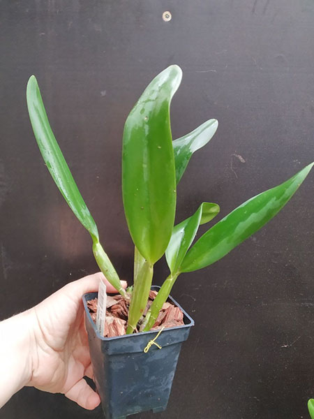 Laeliocattleya Hiroshima Melody 'Blue Genie'.jpg