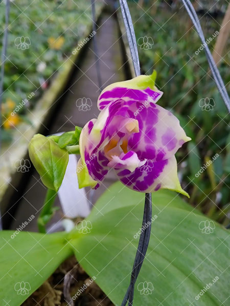 Phalaenopsis Mituo Purple Dragon 'BLue White' x Mituo Golden Tiger 'TTT'.jpg