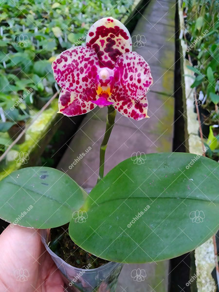 Phalaenopsis Mituo Diamond 'Cluster'.jpg