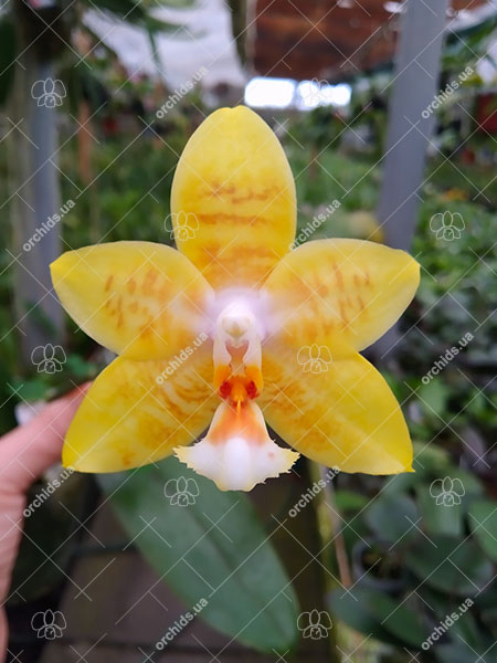 Phalaenopsis Joy Spring Venus x Mambo.jpg