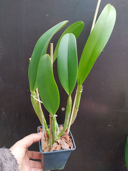 Cattleya lueddemanniana tipo ('Yamile' x 'Morela') x coerulea pincelada 'Giovani Bordini'.jpg