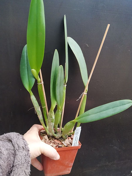 Cattleya lueddemanniana rubra 'Fennel' x rubra 'W'.jpg