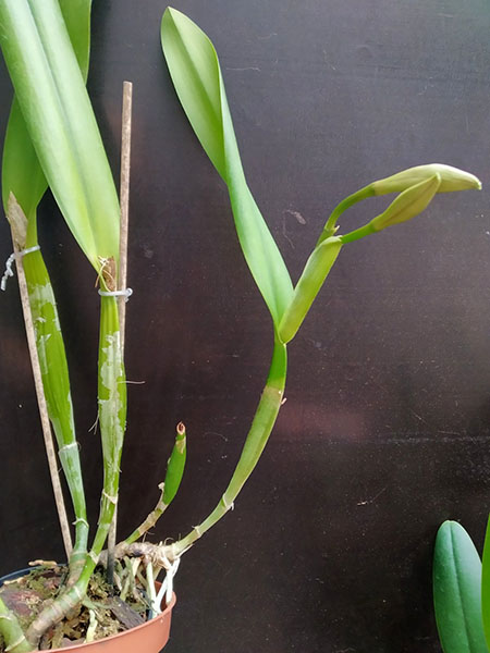 Cattleya schroederae.jpg