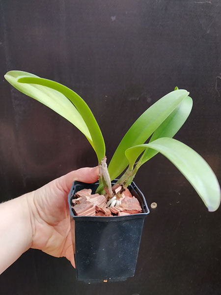 Cattleya warscewiczii semi-alba x self.jpg