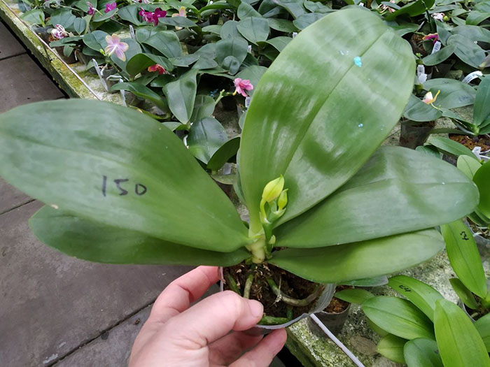 Phalaenopsis Mituo Purple Dragon 'Phalanx'.jpg